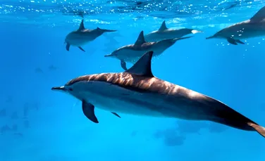 Un mega-grup de 100.000 de delfini a fost surprins în Pacific (VIDEO)