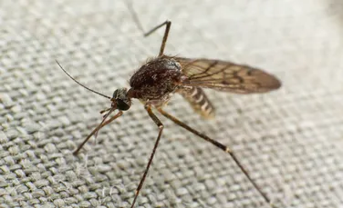 Singapore a eliberat zeci de milioane de țânțari bolnavi. Iată de ce!