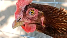 De ce au început fermierii germani să dea găinilor înghețată?