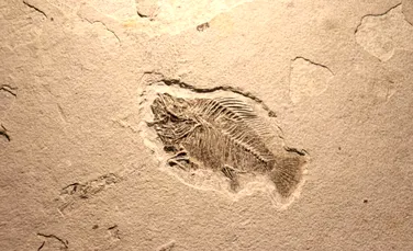 Un salt uriaș al evoluției vieții pe Pământ s-a întâmplat mai devreme decât credeau cercetătorii