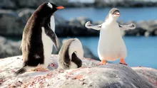 O nouă specie a fost descoperită pe una dintre cele mai izolate insule de pe Pământ