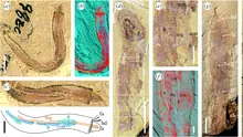 Evoluția viermilor de mare, explicată de o fosilă antică