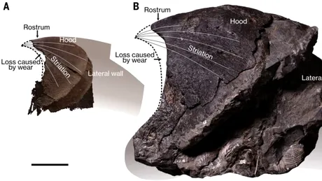 Caracatițele gigantice stăpâneau oceanele acum 100 de milioane de ani