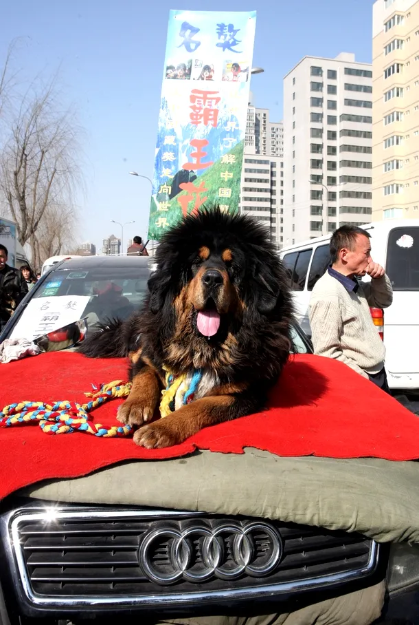 Dog tibetan oferit spre vânzare în China