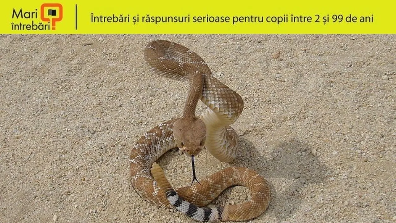 1-800px-rattlesnake-threat-display 
