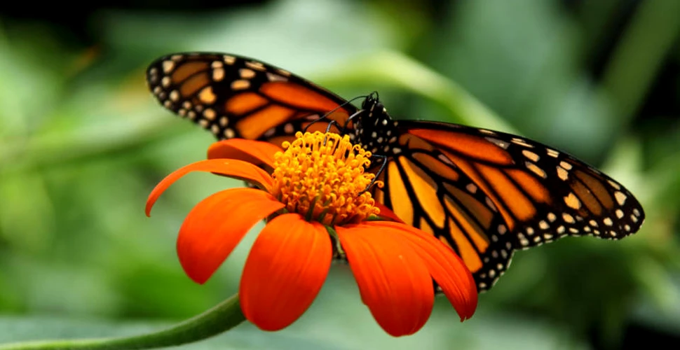 Misterul migraţiei fluturilor monarhi a fost rezolvat. Este una din cele mai fascinante călătorii din natură