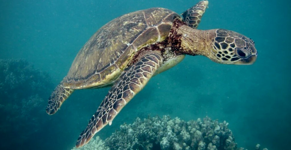 Mii de specii de animale sunt amenințate de schimbările climatice, arată o nouă analiză