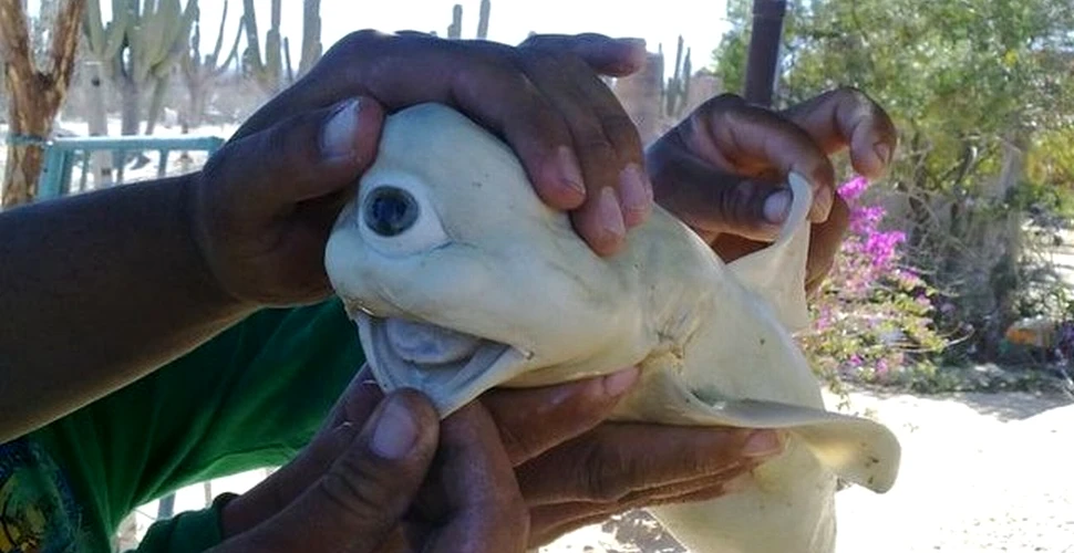 Adevărul despre „rechinul ciclop” din această fotografie. Ce au aflat cercetătorii când l-au analizat?
