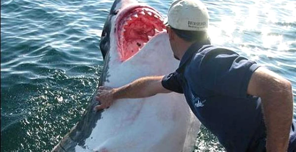 Ucigasii in serie si rechinii au strategii de atac asemanatoare