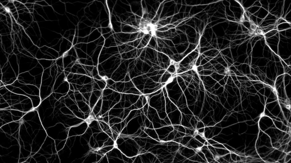 O harta a neuronilor
