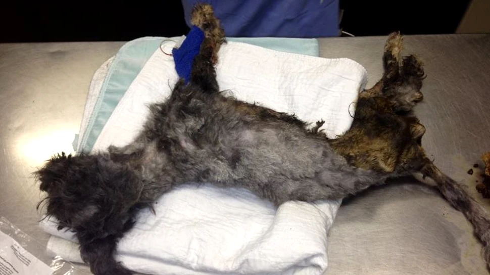 A fost abandonată într-un tomberon mai mult moartă decât vie, dar a supravieţuit. Povestea cu final fericit a câinelui Phoenix care a primit o nouă şansă la viaţă