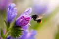 Test de cultură generală. La ce înălțime pot zbura insectele?