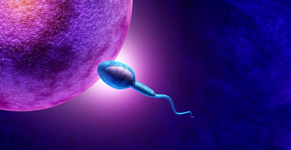 Cercetătorii de la Harvard susțin că studiile privind declinul numărului spermatozoizilor sunt absurde