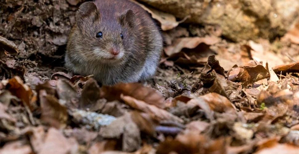 Tratamentul care redă vederea șoarecilor orbi i-a uimit pe cercetători