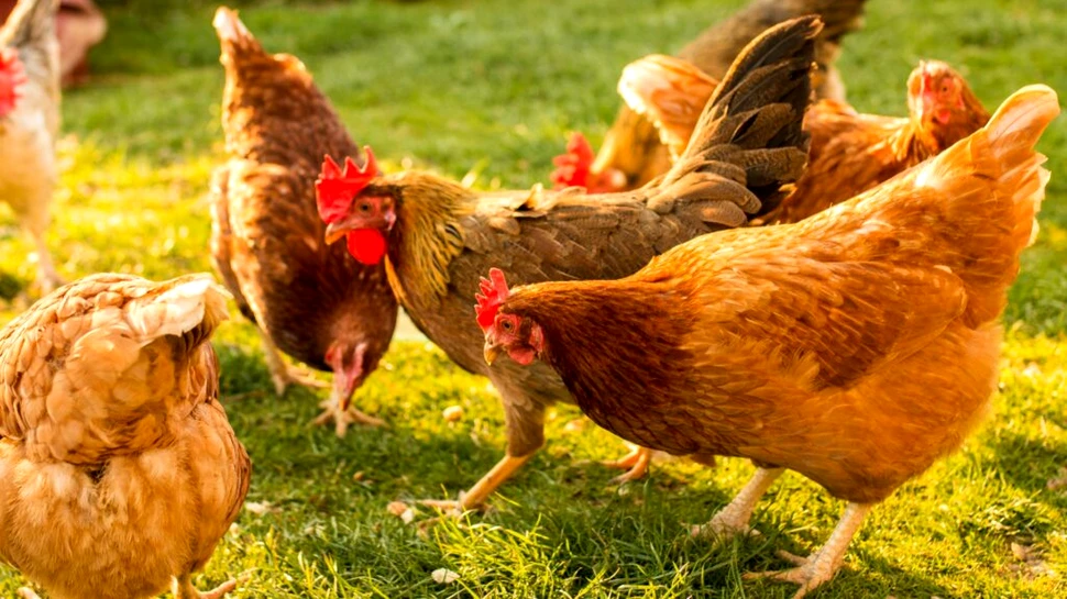 Test de cultură generală. Cât timp poate trăi o găină fără cap?