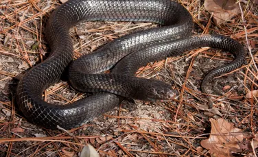 Un șarpe rar a fost găsit într-un stat american pentru a doua oară în 60 de ani