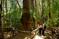 Cercetătorii ar fi găsit cel mai bătrân copac din lume