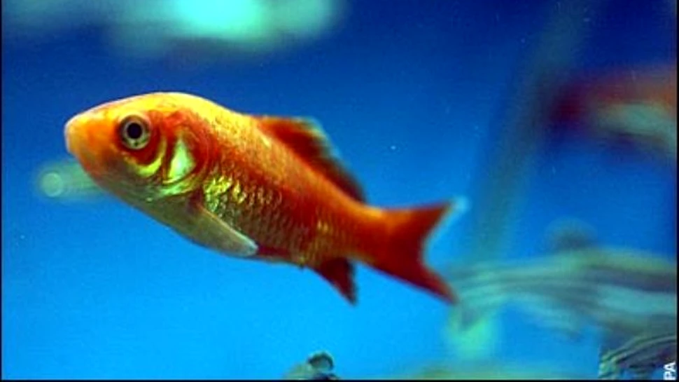 Pestii sunt la fel de inteligenti ca mamiferele