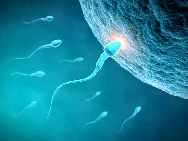 Atribuirea sexului este controlată de bărbaţi, căci cromozomul Y nu poate proveni decât din spermă, astfel că tatăl este cel care stabileşte sexul urmaşului.
