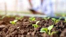 Dacă plantezi aceste legume acum, te poți bucura de ele înainte de sfârșitul verii!