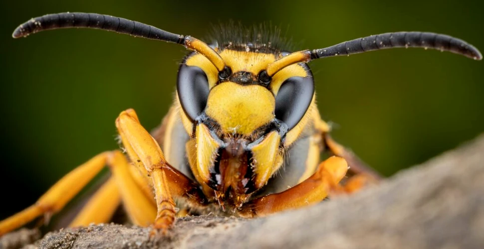 Viespile asiatice decimează sute de specii de insecte importante în Europa