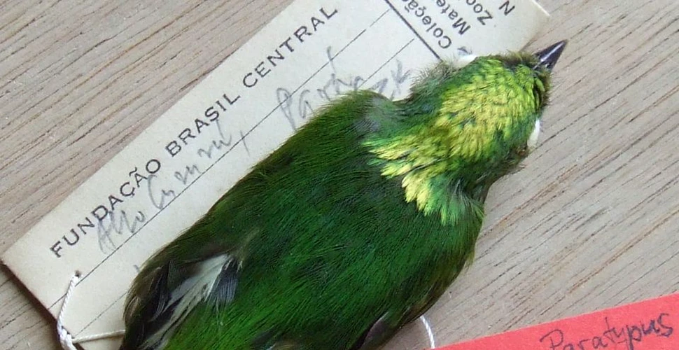 O specie de pasăre-hibrid UNICĂ a fost descoperită în Pădurea Amazoniană