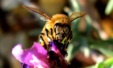 Albinele vor fi folosite în lupta împotriva terorismului