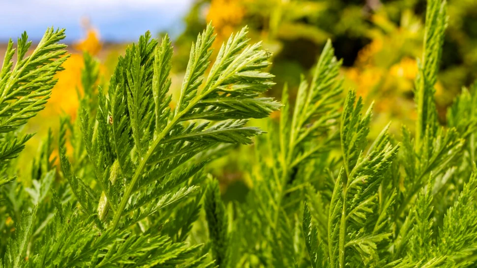 Pelinul dulce, planta venerată de chinezi de peste 2.000 de ani cu potențial anti-cancer