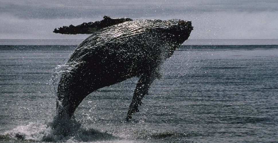 Betia adancurilor sta la baza evolutiei balenelor