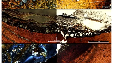 O teorie mai veche despre T. Rex, spulberată de un nou studiu. Ce s-a aflat acum despre „regele” dinozaurilor?