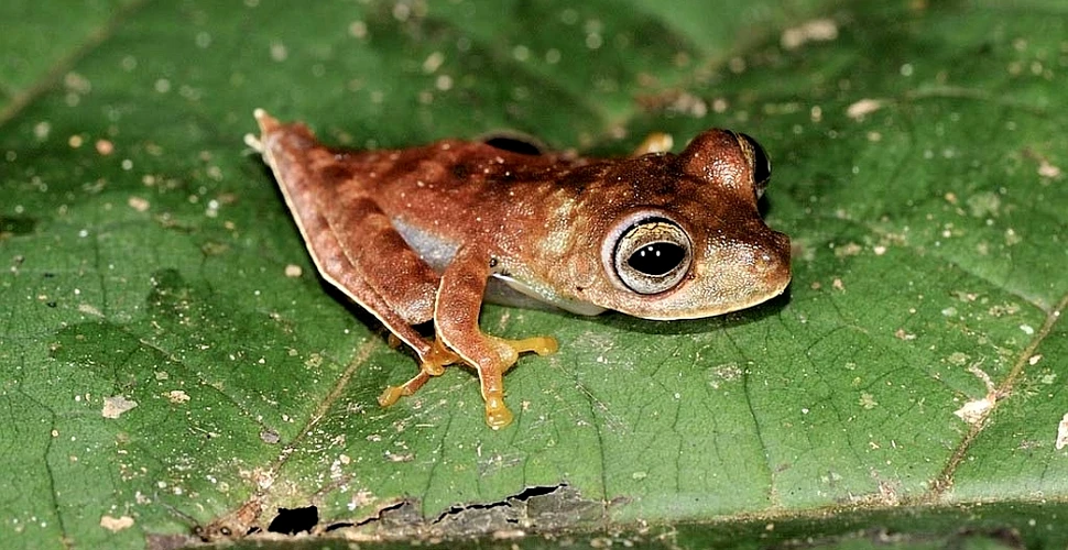 46 noi specii de animale descoperite în junglele din Surinam