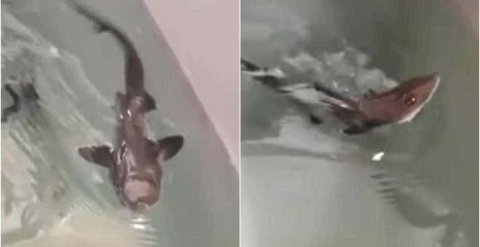 O femelă de rechin dintr-un acvariu din Italia a născut un pui deși nu a mai avut contact cu masculi de 10 ani