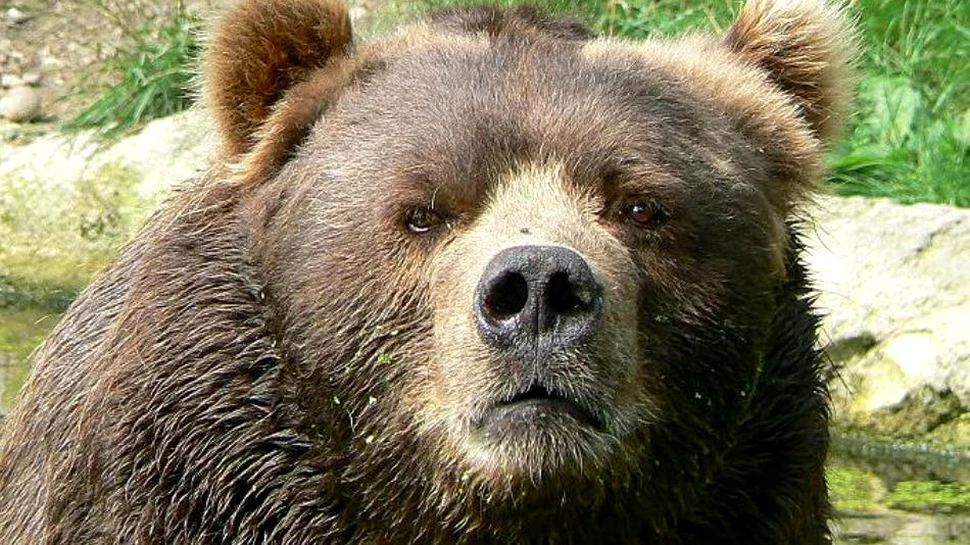 Giganţii pădurilor îngheţate: urşii nordului