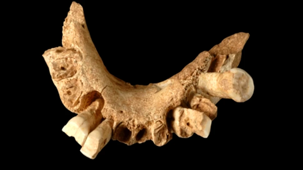 Homo antecessor rescrie istoria Europei