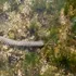 Viermii care mănâncă oase trăiesc în oceanele lumii de cel puțin 100 de milioane de ani