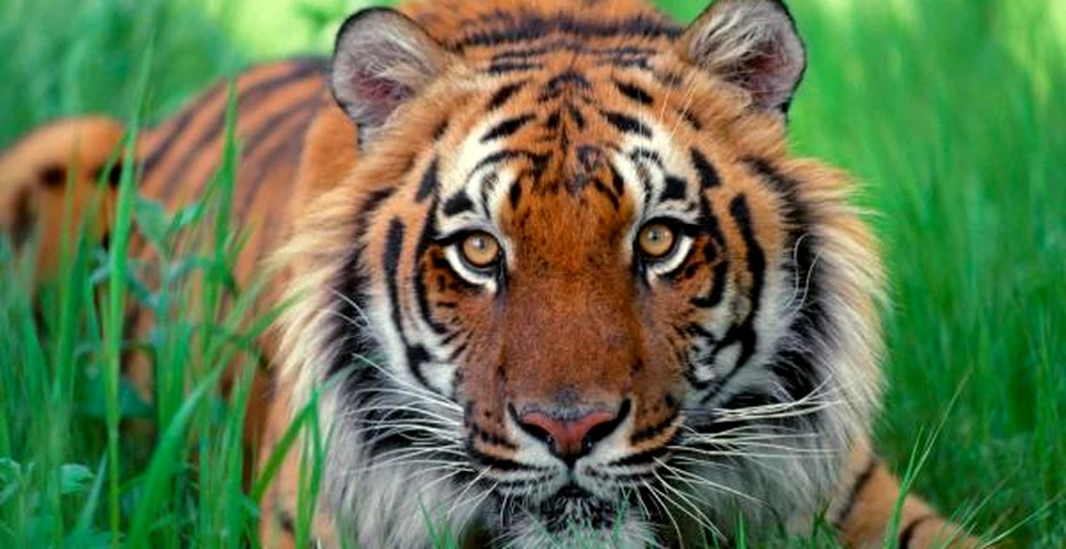 Tigrii lupta impotriva distrugerii padurilor