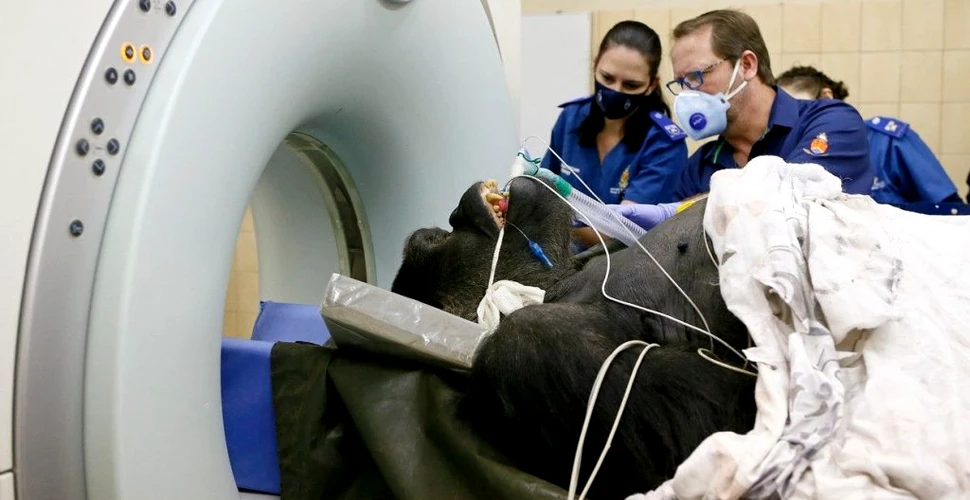 O gorilă de 210 kilograme a fost dusă cu elicopterul pentru o tomografie computerizată. Premiera a fost surprinsă în imagini