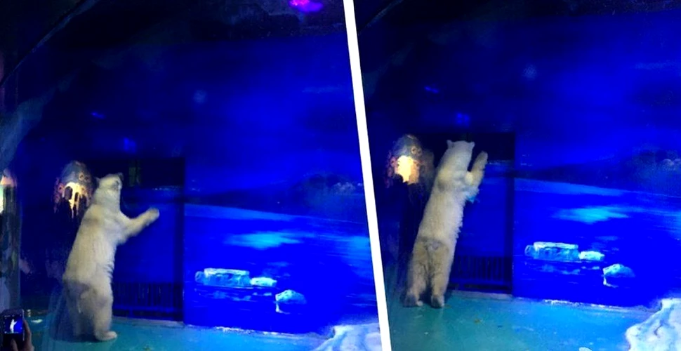 Decizie în cazul Pizza, denumit „cel mai trist urs polar din lume”, ţinut captiv într-un mall din China