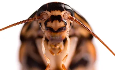 Katsaridafobia: de ce ne e silă de gândacii de bucătărie?
