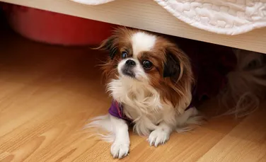 Câinii pot învăța cuvinte noi „trăgând cu urechea” la stăpânii lor