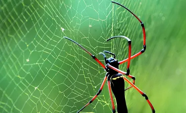 Viermii de mătase au fost modificaţi genetic pentru a produce mătase de păianjen
