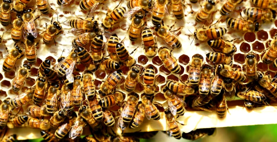 Roiurile de albine ar putea influența vremea, sugerează un studiu