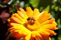 Pierderea biodiversității amenință direct sănătatea oamenilor, arată un nou studiu: dispariția polenizatorilor afectează alimentația și veniturile
