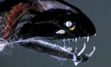 Peştii-dragon, creaturile bizare ale mării care sunt prădători feroce – VIDEO