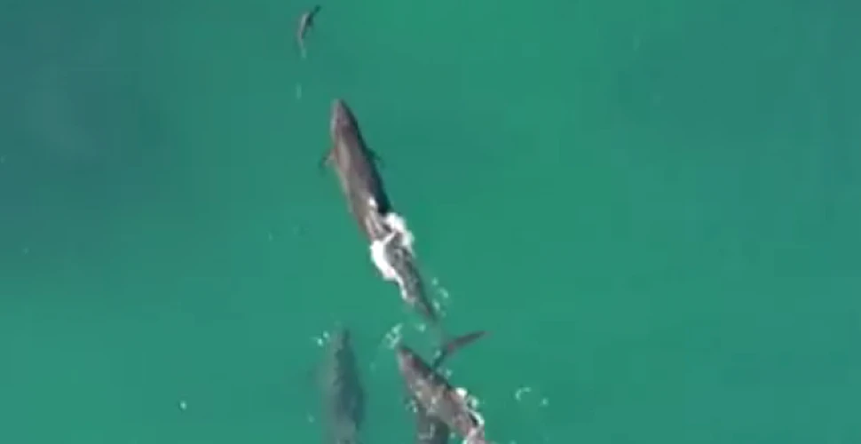 O dronă a surprins un moment incredibil. Mai multe balene urmăresc un rechin – FOTO+VIDEO