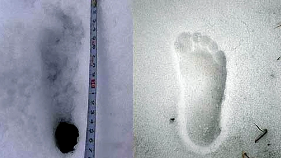 Savanţii au descoperit în premieră dovezi ale existenţei legendarului animal Yeti şi nu este ceea ce se credea