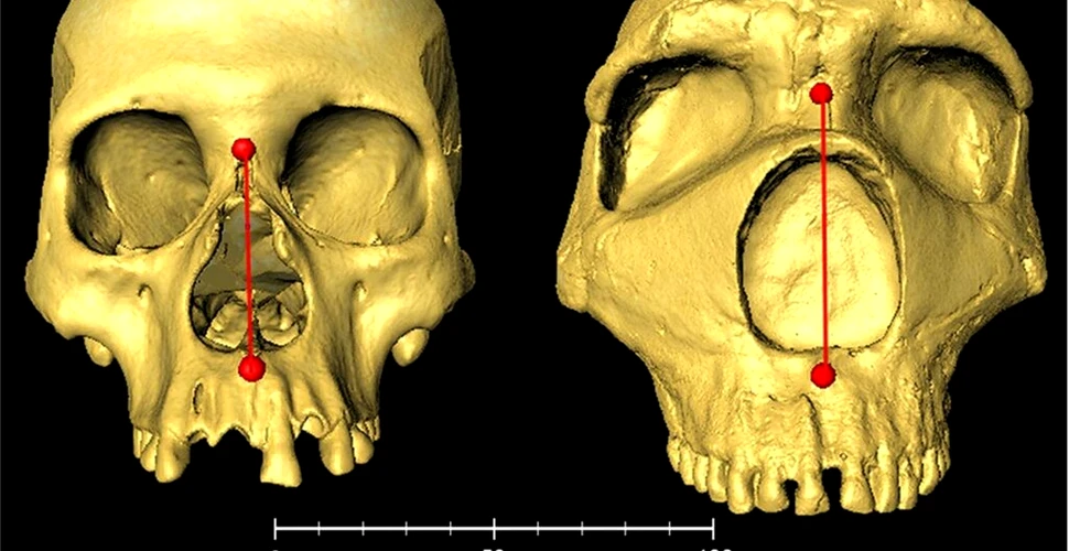 Nasul mare ar putea fi rezultatul unei gene moștenite de la neanderthalieni