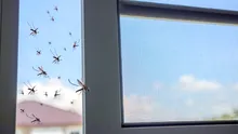 Virusul West Nile a făcut victime și în România. Cum ne putem feri?