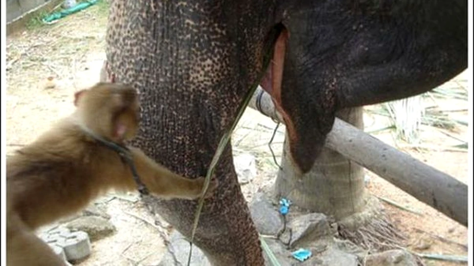 Dragoste imposibila intre o maimuta si un elefant