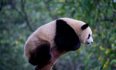 Casa Albă transmite că SUA ar primi cu brațele deschise urșii panda din China